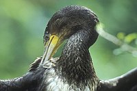 Kormoran Gefiederpflege