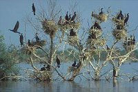 Kormoran Kolonie Kerkini