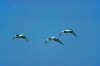 Krauskopfpelikane 3 im Flug