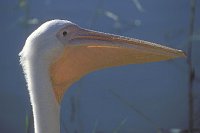 Rosa Pelikan Kopfportrait