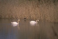 Hoeckerschwan 2 vor Schilf