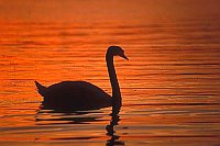 Hoeckerschwan Abendrot Muer