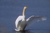 Hoeckerschwan geoef Fluegel