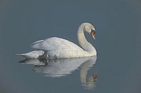 Hoeckerschwan schlafend schatt