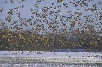 Blessgaense auffliegend El