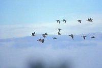 Blessgaense im Flug Vorpomm