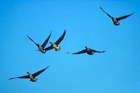 Blessgaense i Flug von vorn