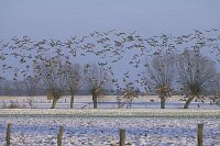 Blessgaense Kopfweiden Elb