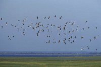 Blessgaense ueber Kirr Vorp