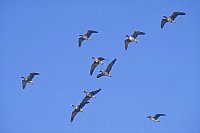 Blessgaense vor blau Himmel