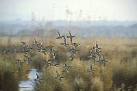 Krickenten Trupp Mallorca