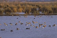 Loeffelenten ruhend Mallorca