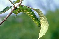 Abendpfauenauge Raupe