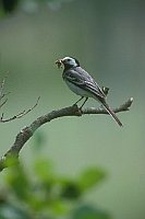 Bachstelze auf Ast Mueritz