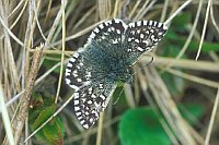 Dickkopffalter Hohe Tauern
