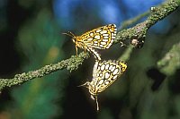 Dickkopffalter-Paarung