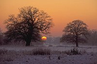 Eichen unterge Sonne Elbtal
