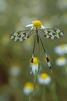 Fadenhaft Extremadura