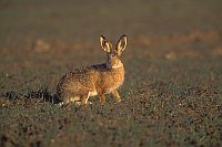 Feldhase sitzend