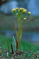 Filzige Pestwurz Elbtalaue