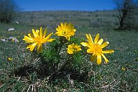 Gelbes Adonisroeschen Ceven