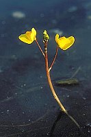 Gemeiner Wasserschlauch