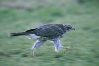 Habicht laufend mitgezogen