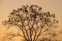 Saatkraehen in Eichenkrone