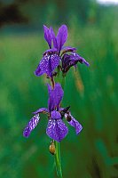 Sibirische Schwertlilie Elb