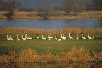 Singschwaene am Ufer Elbtal