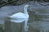 Singschwan 2 Ex schwimmend