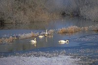 Sing u Hoeckerschwaene Elbt