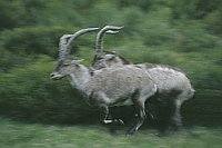 Steinboecke  Iberi laufend