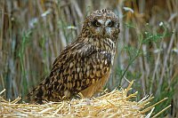 Sumpfohreule a Strohballen
