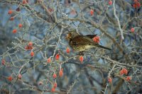 Wacholderdrossel m Beere