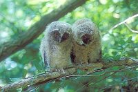 Waldohreule  zwei Junge