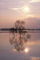 Weiden m Spiegelbild Elbtal