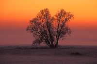 Weide im Abendrot Elbtalaue