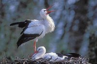 Wei�storch Paar auf Horst