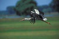 Wei�storch ueber Wiese