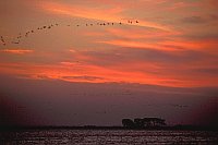 Zugvoegel Morgenrot Bodden