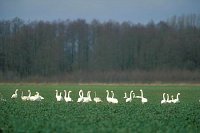 Zwergschwaene Rapsfeld Elbt