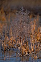 Fruchtstand mit Rauhreif