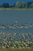 GuelperSee Havelland Gaense