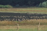 Guelper See Havel quer