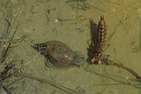 Libellenlarve Schlammschnec