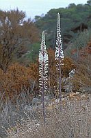 Mehrzwiebel Mallorca