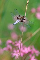 Plattbauch Maennchen