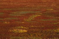 Queller Herbstfaerbung