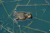 Rotbauchunke rufend Elbtal